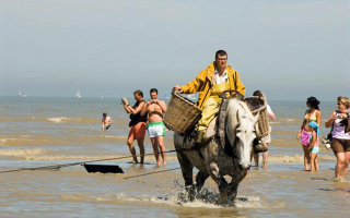 garnaalvisser te paard