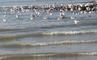 zeemeeuwen in koksijde